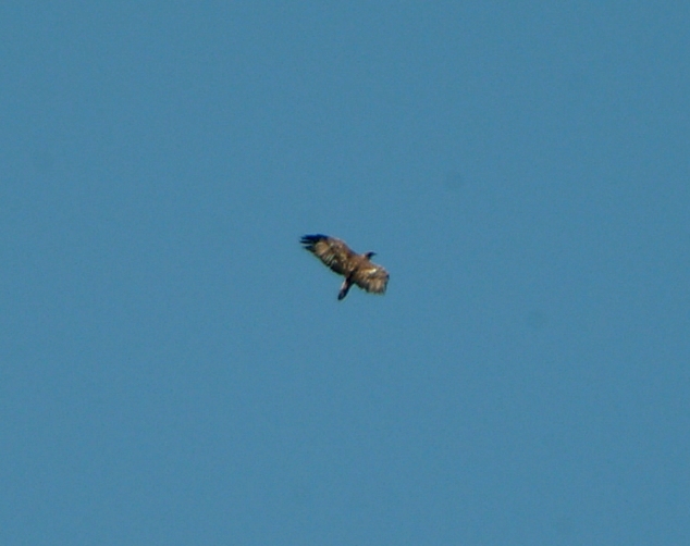 Aquila?